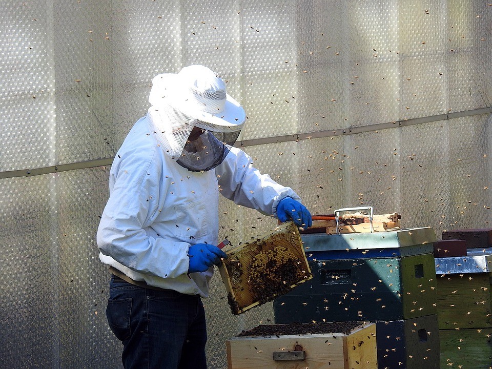 201973_beekeeper-2156663_960_720